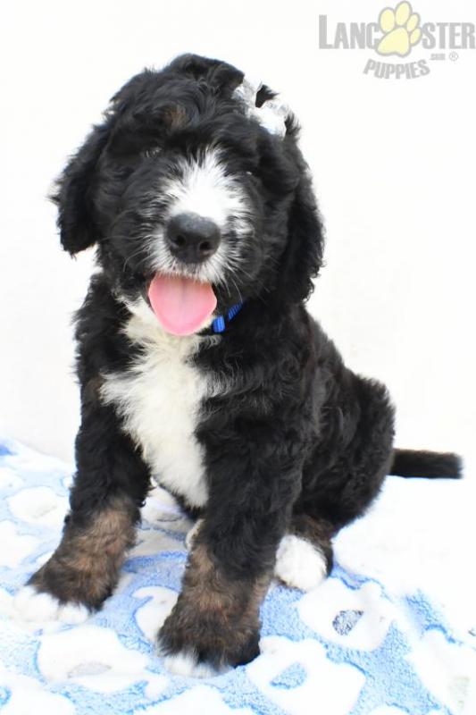 Bernedoodle Image eClassifieds4u