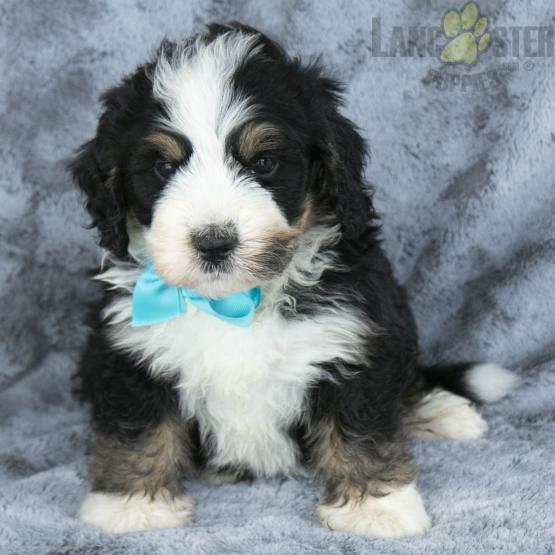 Bernedoodle Image eClassifieds4u