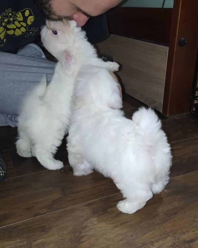 Healthy Male and Female MALTESE Puppies Available For Adoption (yannickbree@gmail.com) Image eClassifieds4u