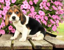 Beagle Image eClassifieds4U