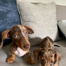 dachshund PUPPIES (livingstonhark@gmail.com) Image eClassifieds4u 3