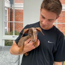 dachshund PUPPIES (livingstonhark@gmail.com) Image eClassifieds4u 4