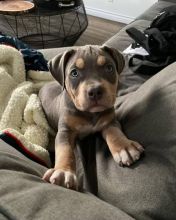 french bulldog puppies (gordonharvy@gmail.com). Image eClassifieds4u 4