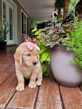 Golden Retriever Image eClassifieds4U