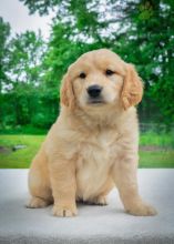 Golden Retriever Image eClassifieds4U
