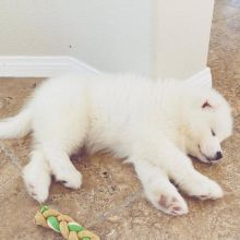 samoyed PUPPIES (clintongreen269@gmail.com) Image eClassifieds4u 1