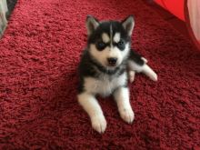 Siberian Husky Image eClassifieds4U