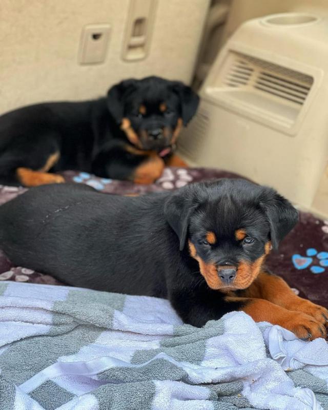 Rottweiler puppies for adoption (lesliehermann6@gmail.com) Image eClassifieds4u
