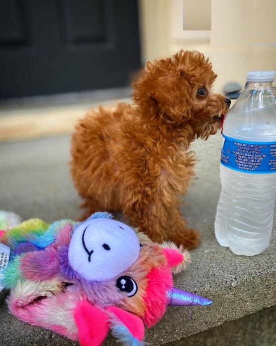 Toy Poodle Image eClassifieds4u