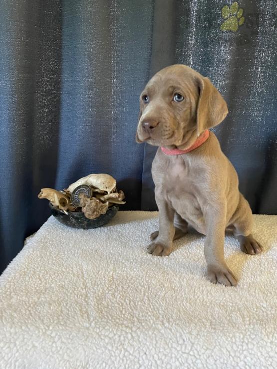Weimaraner Image eClassifieds4u