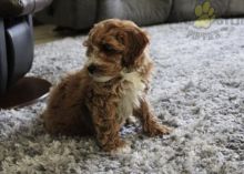 Co.ckapoo For Sale