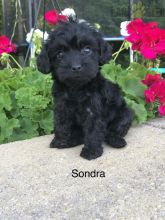 Black Yorkiepoo For Sale