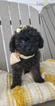 Black Yorkiepoo For Sale