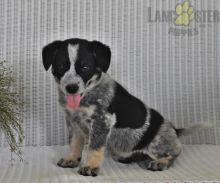 Blue Heeler For Sale