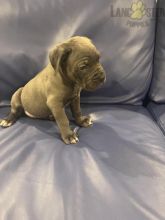 Cane Corso (Italian Mastiff) For Sale