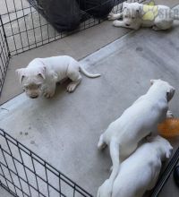 Dogo Argentino (Argentino Mastiff) For Sale