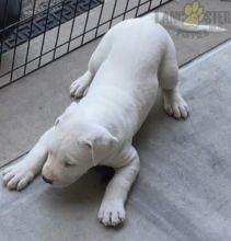 Dogo Argentino (Argentino Mastiff) For Sale