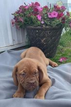 Dogue de Bordeaux (French Mastiff) For Sale