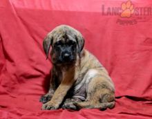 English Mastiff For Sale