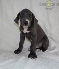 Great Dane For Sale