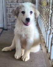 Great Pyrenees For Sale