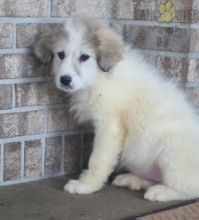 Great Pyrenees For Sale