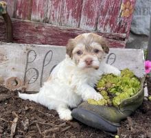 Havanese