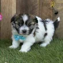 Havanese