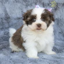 Havanese