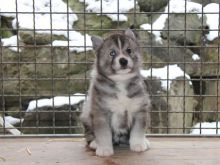 Huskimo For Sale