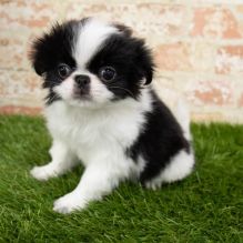 Japanese Chin For Sale