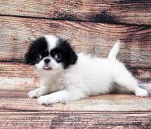 Japanese Chin For Sale