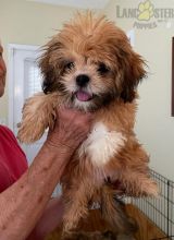 Lhasa Apso For Sale