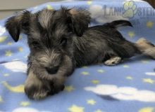 Miniature Schnauzer For Sale