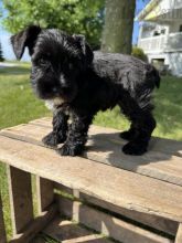 Miniature Schnauzer For Sale