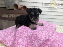 Miniature Schnauzer For Sale