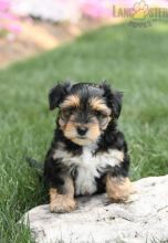 Morkie For Sale