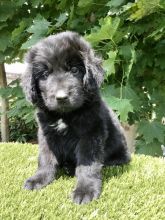 Newfoundland Puppies For Sale