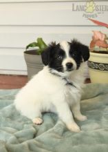 Papillon For Sale