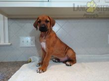 Rhodesian Ridgeback For Sale