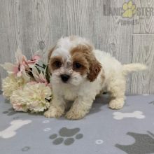 Shih-poo For Sale