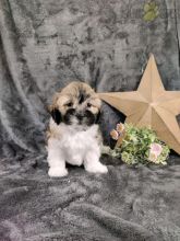 Shih-poo For Sale