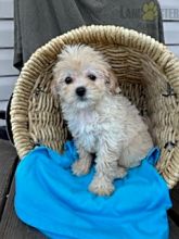Shih-poo For Sale