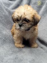 Shorkie For Sale