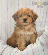 Shorkie For Sale