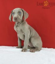 Weimaraner