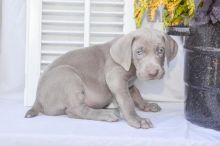 Weimaraner