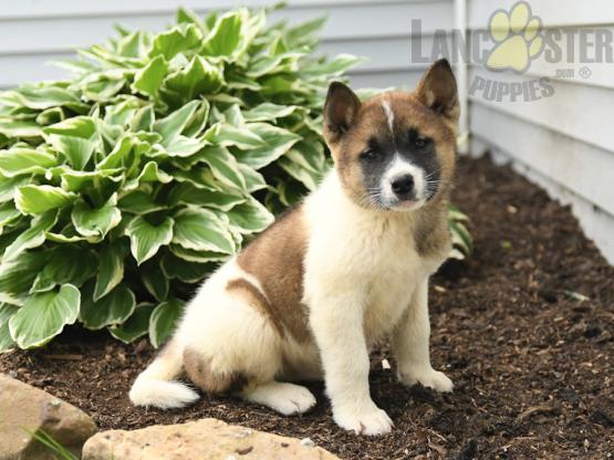 Akita For Sale Image eClassifieds4u