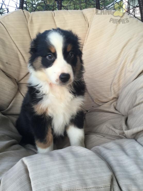 Australian Shepherd Image eClassifieds4u