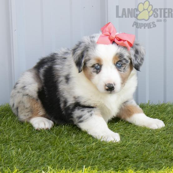 Australian Shepherd Image eClassifieds4u